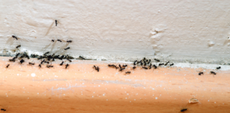 Ya casi es primavera: insectos y roedores que podrían aparecer en su hogar