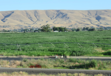 Contratista agrícola de Yakima enfrenta $700,000 en multas por violaciones laborales Campos agrícolas con sistema de riego en el Valle de Yakima, con colinas secas al fondo bajo cielo despejado.