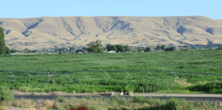 Contratista agrícola de Yakima enfrenta $700,000 en multas por violaciones laborales Campos agrícolas con sistema de riego en el Valle de Yakima, con colinas secas al fondo bajo cielo despejado.