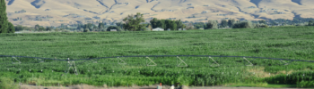 Campos agrícolas con sistema de riego en el Valle de Yakima, con colinas secas al fondo bajo cielo despejado.