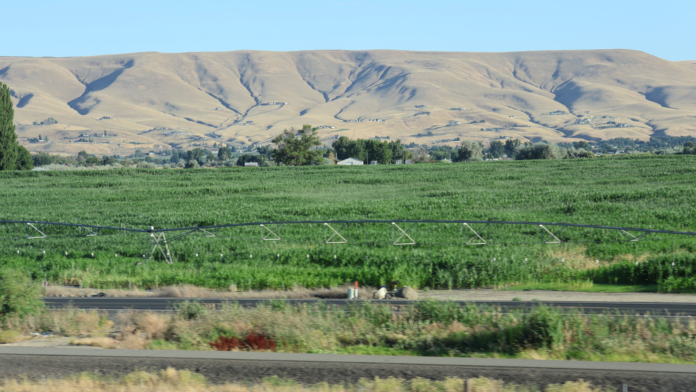 Campos agrícolas con sistema de riego en el Valle de Yakima, con colinas secas al fondo bajo cielo despejado.