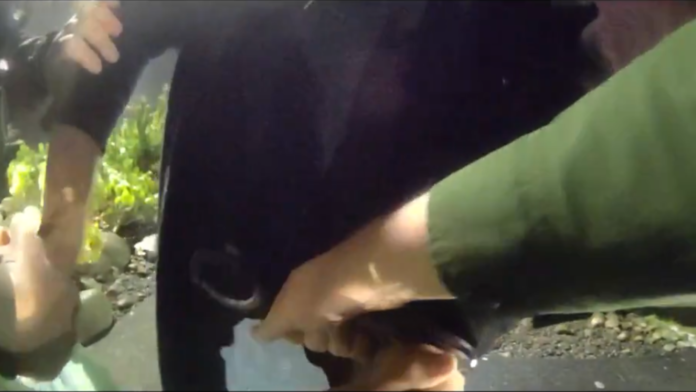 Momento en el que los agentes arrestan al sospechoso de DUI — Foto: Sheriff del Condado de Kitsap