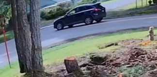 Atropello con fuga en Shelton deja a una menor herida; buscan al conductor Vehículo implicado en el atropello y fuga de una menor en Shelton — Foto: Oficina del sheriff del condado de Mason