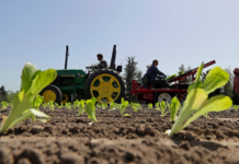 Guerra con Irán ya golpea al campo en Estados Unidos Trabajadores plantan lechuga romana en la finca familiar EG Richter, en Puyallup, Washington, que abastece a grandes cadenas locales de supermercados. (Foto AP/Ted S. Warren)
