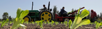 Trabajadores plantan lechuga romana en la finca familiar EG Richter, en Puyallup, Washington, que abastece a grandes cadenas locales de supermercados. (Foto AP/Ted S. Warren)
