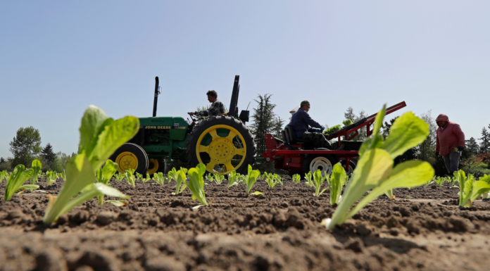 Guerra con Irán ya golpea al campo en Estados Unidos Trabajadores plantan lechuga romana en la finca familiar EG Richter, en Puyallup, Washington, que abastece a grandes cadenas locales de supermercados. (Foto AP/Ted S. Warren)