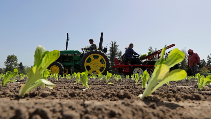 Trabajadores plantan lechuga romana en la finca familiar EG Richter Trabajadores plantan lechuga romana en la finca familiar EG Richter, en Puyallup, Washington, que abastece a grandes cadenas locales de supermercados. (Foto AP/Ted S. Warren)