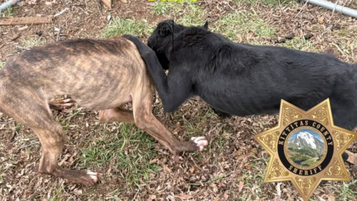 Perros rescatados Dos perros en evidente estado de desnutrición yacen sobre el suelo durante una intervención de las autoridades del Condado de Kittitas en Ellensburg, tras denuncias por presunto maltrato animal.