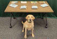Incautan más de 18 libras de fentanilo en operación del Sheriff del Condado King K9 Quinn, junto a la droga incauta por las autoridades locales – Foto Cortesía de la oficina del sheriff del condado de King