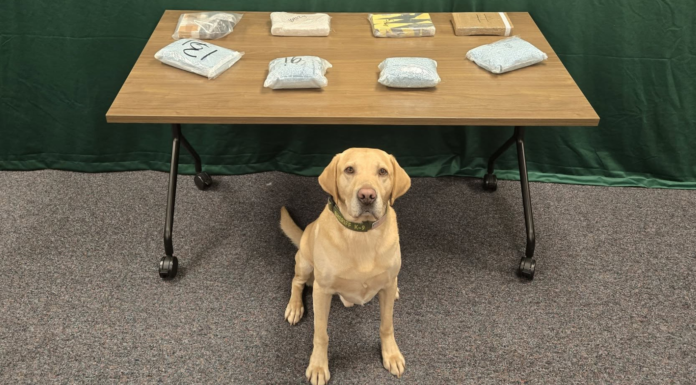 Incautan más de 18 libras de fentanilo en operación del Sheriff del Condado King K9 Quinn, junto a la droga incauta por las autoridades locales – Foto Cortesía de la oficina del sheriff del condado de King