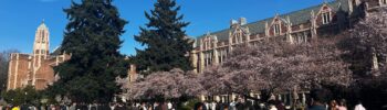 Con un clima muy agradable, grupos de personas se congregan para apreciar los cerezos en flor en el campus de la Universidad de Washington, el sábado 4 de abril de 2026, en Seattle — Foto: Stephanía Florido para Latino Herald ™️