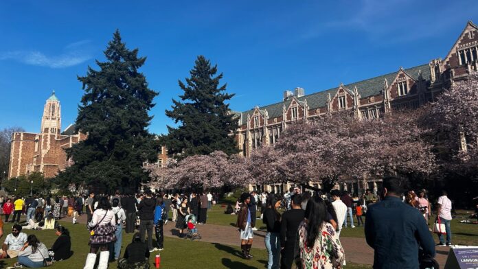 Con un clima muy agradable, grupos de personas se congregan para apreciar los cerezos en flor en el campus de la Universidad de Washington, el sábado 4 de abril de 2026, en Seattle — Foto: Stephanía Florido para Latino Herald ™️