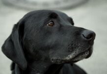 Exempleado de perrera en Ballard recibe pena máxima por matar a golpes a un perro