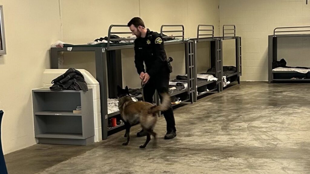 La perra policía Talia, perteneciente a la unidad K9 realizando una inspección en el área donde el recluso había estado alojado — Imagen: Sheriff Derek Sanders, oficina del sheriff del condado  Thurston