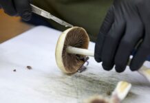 Impulsan revisión exprés de tres drogas psicodélicas tras orden de Trump Un cultivador corta hongos productores de psilocibina para prepararlos para sudistribución en Springfield, Oregon. (AP Foto/Craig Mitchelldyer, Archivo)