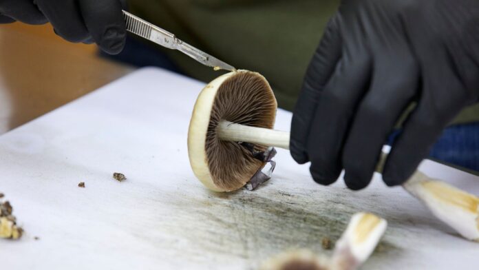 Un cultivador corta hongos productores de psilocibina para prepararlos para sudistribución en Springfield, Oregon. (AP Foto/Craig Mitchelldyer, Archivo)