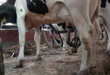 Crece el apoyo al consumo de leche sin pasteurizar a pesar de riesgos a la salud Una vaca ordeñada en Ronnybrook Farm, que utiliza el método de pasteurización, en Ancramdale, Nueva York, el 22 de abril de 2026. (AP Photo/Mary Conlon)