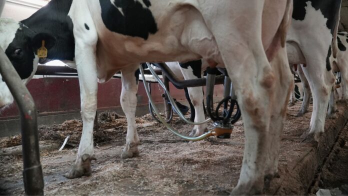 Una vaca ordeñada en Ronnybrook Farm, que utiliza el método de pasteurización, en Ancramdale, Nueva York, el 22 de abril de 2026. (AP Photo/Mary Conlon)