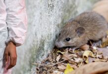 Investigación alerta sobre presencia elevada de hantavirus en el noroeste del Pacífico