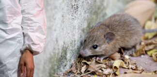 Investigación alerta sobre presencia elevada de hantavirus en el noroeste del Pacífico