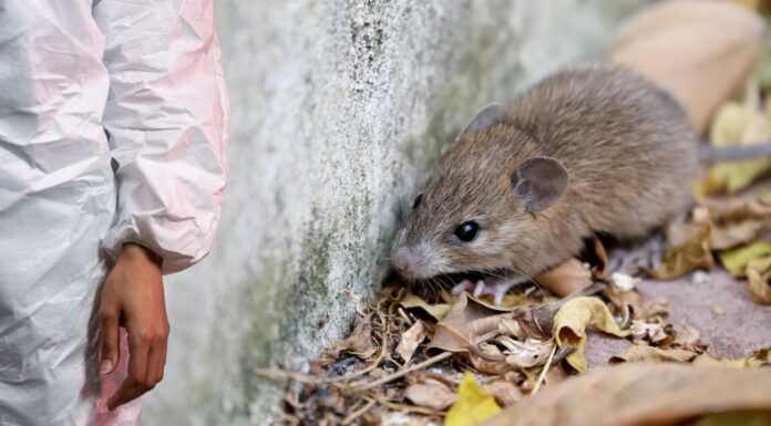 Investigación alerta sobre presencia elevada de hantavirus en el noroeste del Pacífico