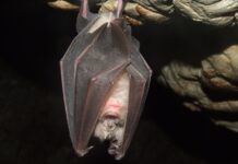 Murciélago con rabia expone a tres personas en el condado Snohomish y genera alerta