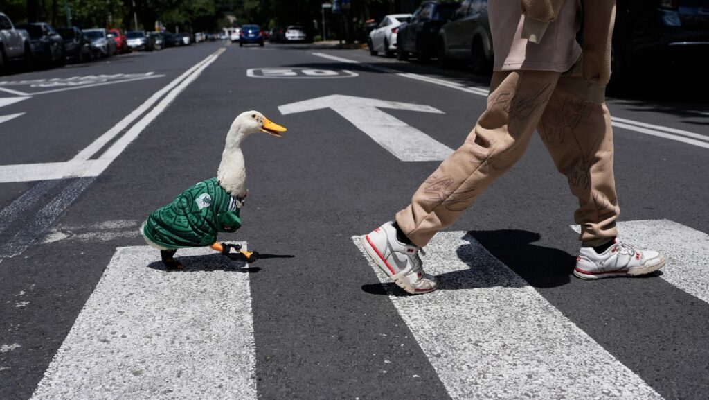 El pato Merlin, con la casaca de la selección de México, sigue a Cristian Gómez al cruzar la calle en la Ciudad de México, el lunes 15 de junio de 2026. (AP Foto/Marco Ugarte)