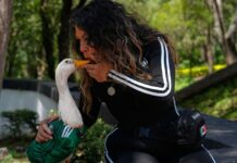 Conoce a Merlín, el pato habitual de las calles de Ciudad de México, ahora mascota del Mundial selección de México, en un parque de Ciudad de México, el lunes 15 de junio de 2026. (AP Foto/Marco Ugarte)
