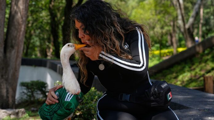 Merlin el pato mexicano selección de México, en un parque de Ciudad de México, el lunes 15 de junio de 2026. (AP Foto/Marco Ugarte)