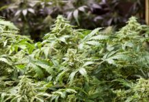 Trampas para osos: cultivo ilegal de marihuana en WA puso en riesgo a bomberos