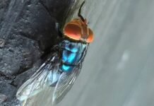 Aumenta preocupación por avance del gusano barrenador en EE.UU. Mosca adulta del gusano barrenador del Nuevo Mundo. (Denise Bonilla/Departamento de Agricultura de EE. UU. vía AP)