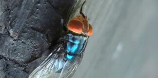Aumenta preocupación por avance del gusano barrenador en EE.UU. Mosca adulta del gusano barrenador del Nuevo Mundo. (Denise Bonilla/Departamento de Agricultura de EE. UU. vía AP)