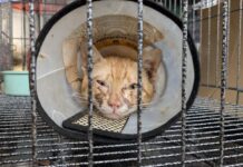 La policía rescata más de 400 gatos para consumo humano tras redada Esta foto publicada por Vietnam Cat Welfare muestra a un gato rescatado con un collarín en Ciudad Ho Chi Minh, Vietnam, el miércoles 17 de junio de 2026. (Vietnam Cat Welfare vía AP)