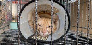 La policía rescata más de 400 gatos para consumo humano tras redada Esta foto publicada por Vietnam Cat Welfare muestra a un gato rescatado con un collarín en Ciudad Ho Chi Minh, Vietnam, el miércoles 17 de junio de 2026. (Vietnam Cat Welfare vía AP)