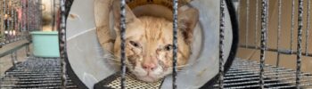 Esta foto publicada por Vietnam Cat Welfare muestra a un gato rescatado con un collarín en Ciudad Ho Chi Minh, Vietnam, el miércoles 17 de junio de 2026. (Vietnam Cat Welfare vía AP)