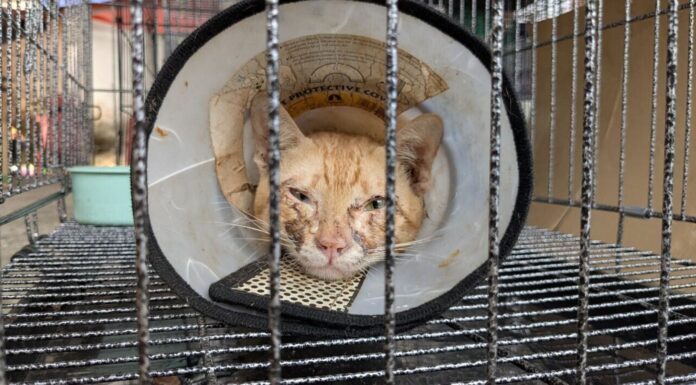 La policía rescata más de 400 gatos para consumo humano tras redada Esta foto publicada por Vietnam Cat Welfare muestra a un gato rescatado con un collarín en Ciudad Ho Chi Minh, Vietnam, el miércoles 17 de junio de 2026. (Vietnam Cat Welfare vía AP)