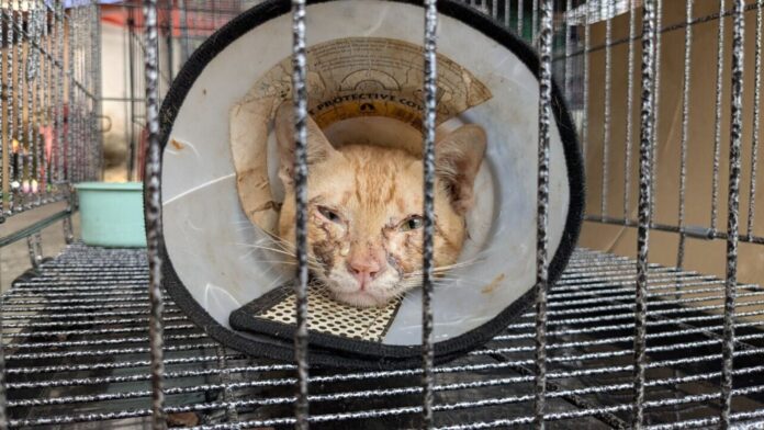 Esta foto publicada por Vietnam Cat Welfare muestra a un gato rescatado con un collarín en Ciudad Ho Chi Minh, Vietnam, el miércoles 17 de junio de 2026. (Vietnam Cat Welfare vía AP)