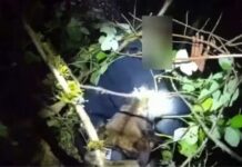 Perro policía localiza a sospechoso tras persecución en el condado Pierce Momento en el que el perro policía "Clark" detiene al sospechoso — Imagen: Oficina del sheriff del condado Pierce.