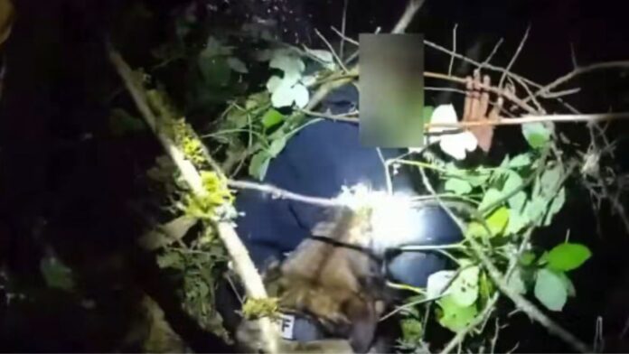 Momento en el que el perro policía "Clark" detiene al sospechoso — Imagen: Oficina del sheriff del condado Pierce.