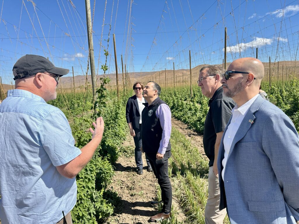 Varias personas observan y recorren hileras de lúpulo cultivadas sobre estructuras de alambre en un campo agrícola del Valle de Yakima. Entre los asistentes se encuentran la cónsul honoraria de Lituania, Rasa Raisys; el secretario de Estado de Washington, Steve Hobbs; el cónsul de México, Víctor Hugo López Ortega; y personal de la empresa John I. Haas. Foto cortesía del Consulado de México en Seattle.