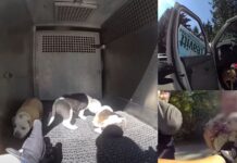 Rescatan a siete perros encerrados en una van bajo calor extremo en Pierce County