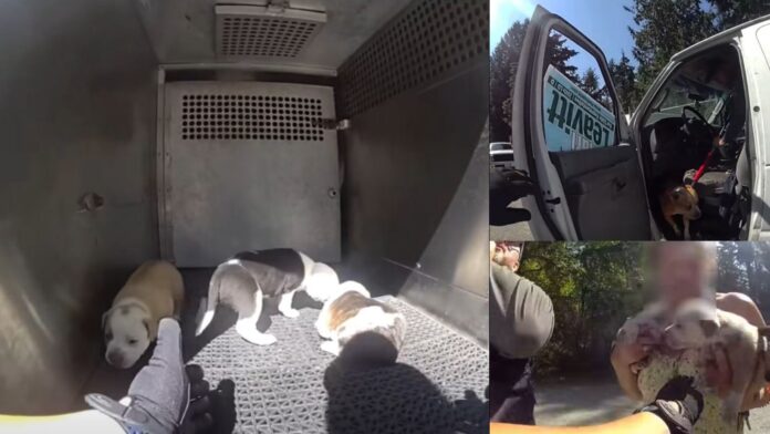 Dogs rescued Pierce County