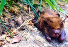 Detectan murciélago con rabia cerca de la Universidad de Washington, en Seattle