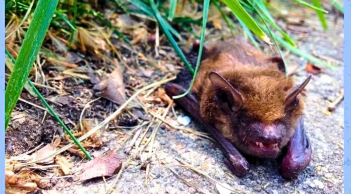 Detectan murciélago con rabia cerca de la Universidad de Washington, en Seattle