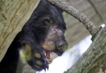 ¿Hay osos negros cerca de su hogar? Así puede convivir con ellos de forma segura
