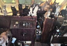 Policía de Tacoma rescata a más de 30 gatos de un barco abandonado Más de 30 gatos y gatitos dentro del barco donde fueron encontrados cerca de Owen Beach en Tacoma.