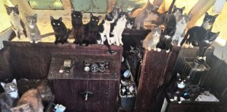 Policía de Tacoma rescata a más de 30 gatos de un barco abandonado Más de 30 gatos y gatitos dentro del barco donde fueron encontrados cerca de Owen Beach en Tacoma.