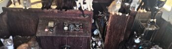 Más de 30 gatos y gatitos dentro del barco donde fueron encontrados cerca de Owen Beach en Tacoma.