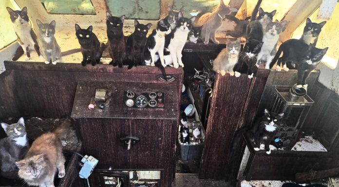 Policía de Tacoma rescata a más de 30 gatos de un barco abandonado Más de 30 gatos y gatitos dentro del barco donde fueron encontrados cerca de Owen Beach en Tacoma.