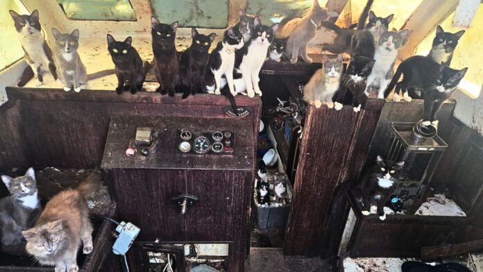 Gatos rescatados Tacoma 1 Más de 30 gatos y gatitos dentro del barco donde fueron encontrados cerca de Owen Beach en Tacoma.